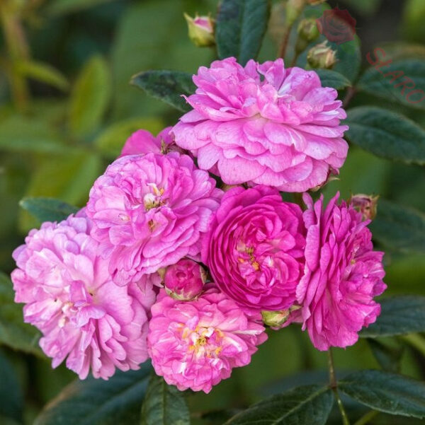 Perennial Rosali® - Róża pnąca