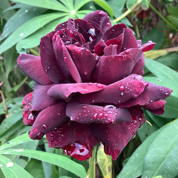 Black Baccara® - Róża wielkokwiatowa - obrazek 5