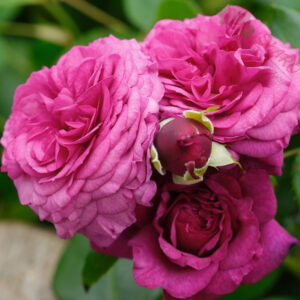 Kaffe Fassett Rose® - Róża rabatowa