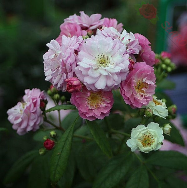 Perennial Rosali® - Róża pnąca - obrazek 3