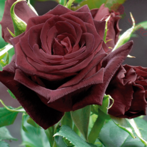 Black Baccara® - Róża wielkokwiatowa