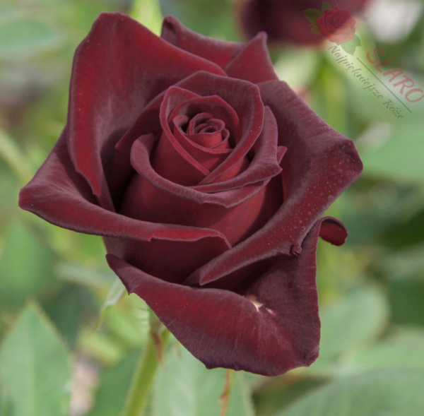 Black Baccara® - Róża wielkokwiatowa - obrazek 4