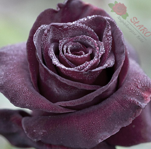 Black Baccara® - Róża wielkokwiatowa - obrazek 2
