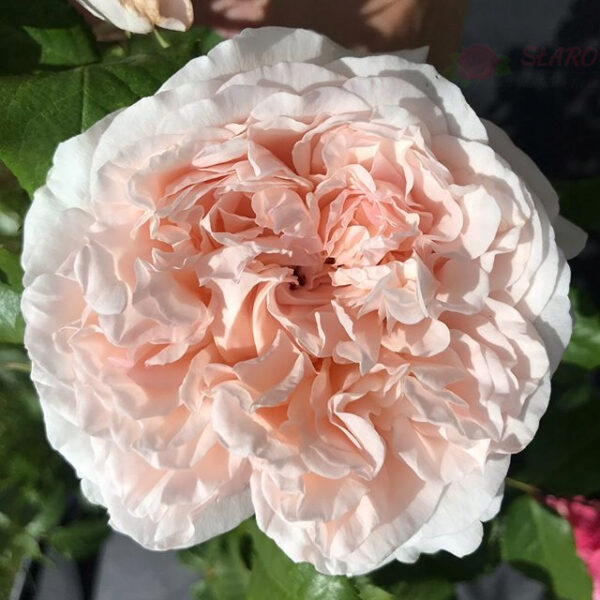 Rose de Tolbiac® - Róża pnąca - obrazek 4