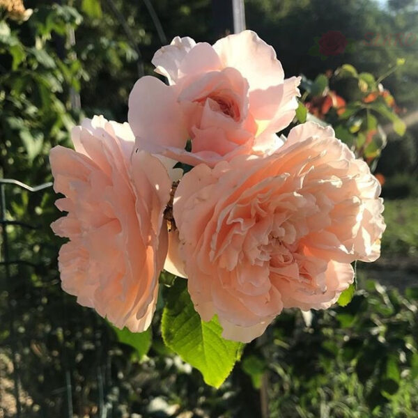 Rose de Tolbiac® - Róża pnąca - obrazek 5