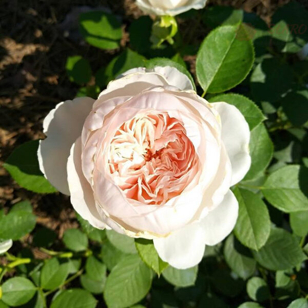 Rose de Tolbiac® - Róża pnąca - obrazek 6