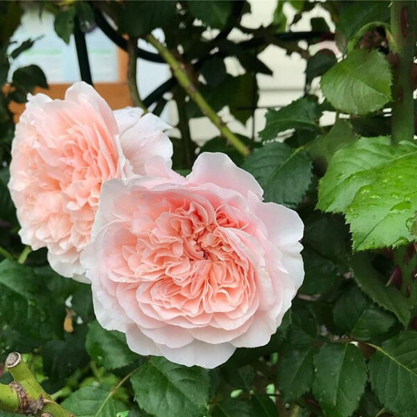 Rose de Tolbiac® - Róża pnąca - obrazek 7