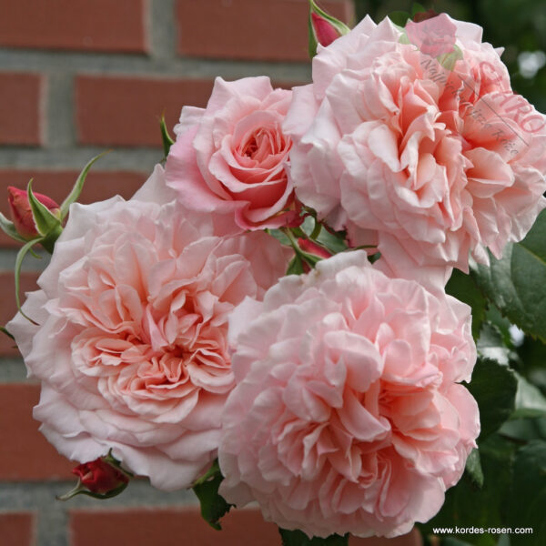 Rose de Tolbiac® - Róża pnąca - obrazek 2