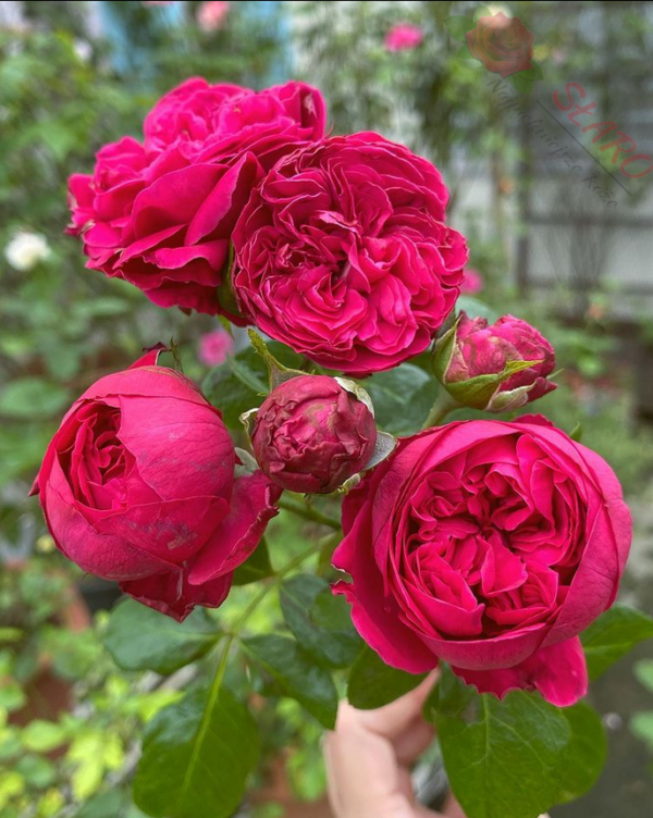 Red Eden Rose® - Róża pnąca - obrazek 5