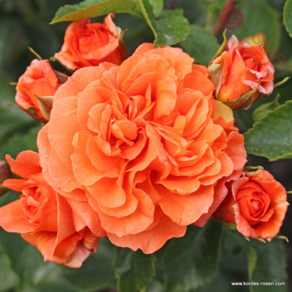 Orangerie® - Róża rabatowa - obrazek 3