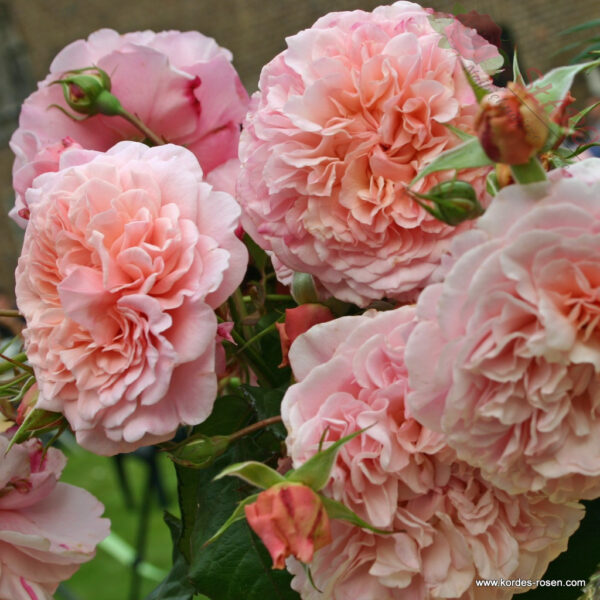 Rose de Tolbiac® - Róża pnąca