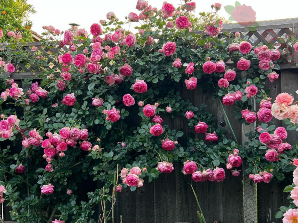 Pink Eden Rose® - Róża pnąca - obrazek 2