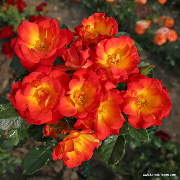 Summer of Love® - Róża rabatowa