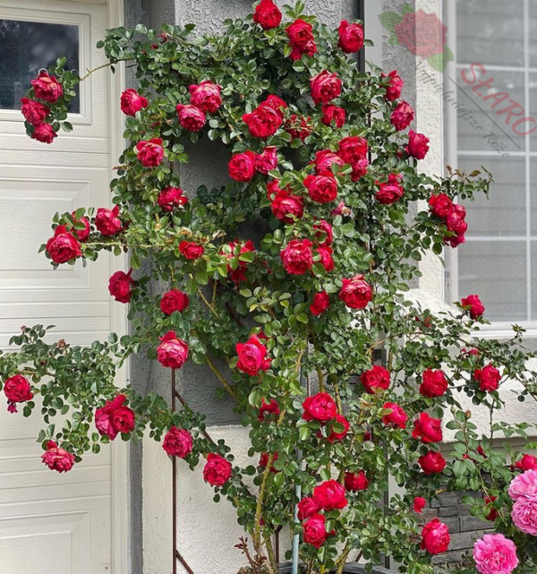 Red Eden Rose® - Róża pnąca - obrazek 2