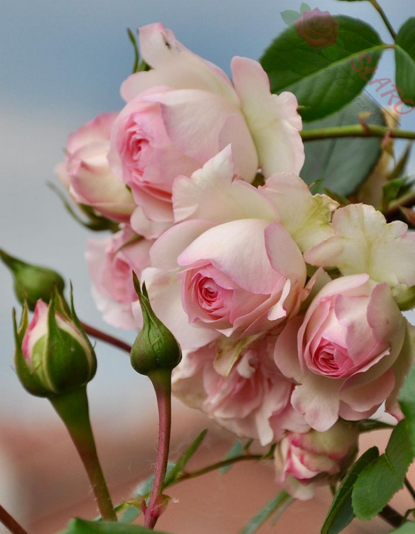 Mini Eden Rose® - Róża pnąca - obrazek 3