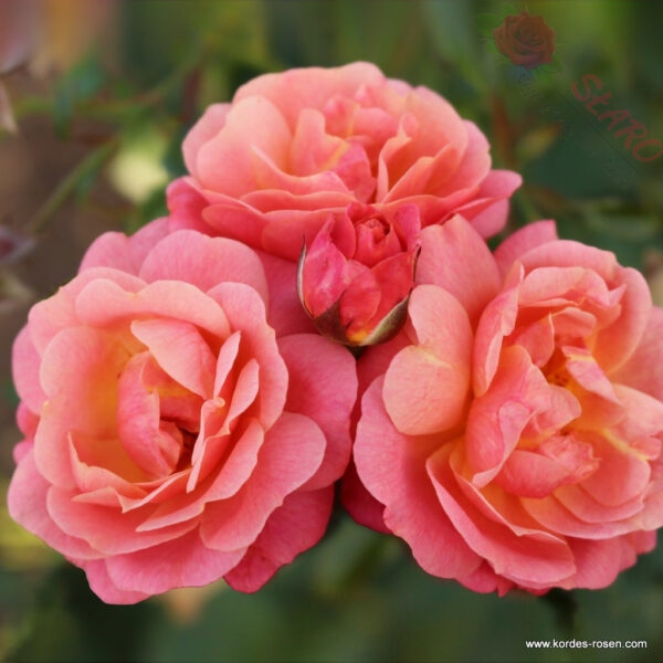 Peach Melba® - Róża pnąca - obrazek 3