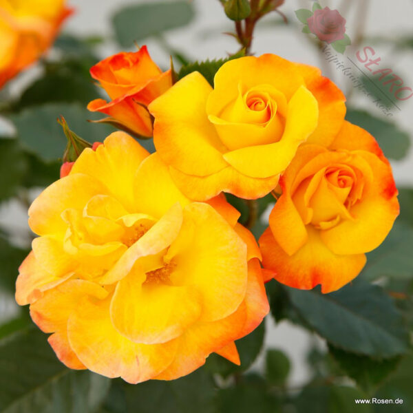 Bright Smiles® - Róża rabatowa