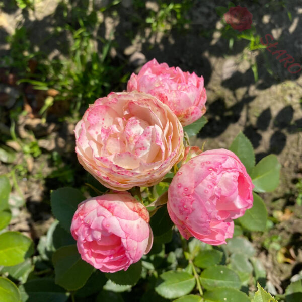 Lovely Rokoko® - Róża wielkokwiatowa - obrazek 3