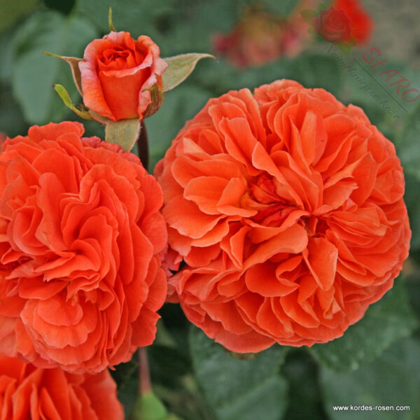 Orangerie® - Róża rabatowa - obrazek 2
