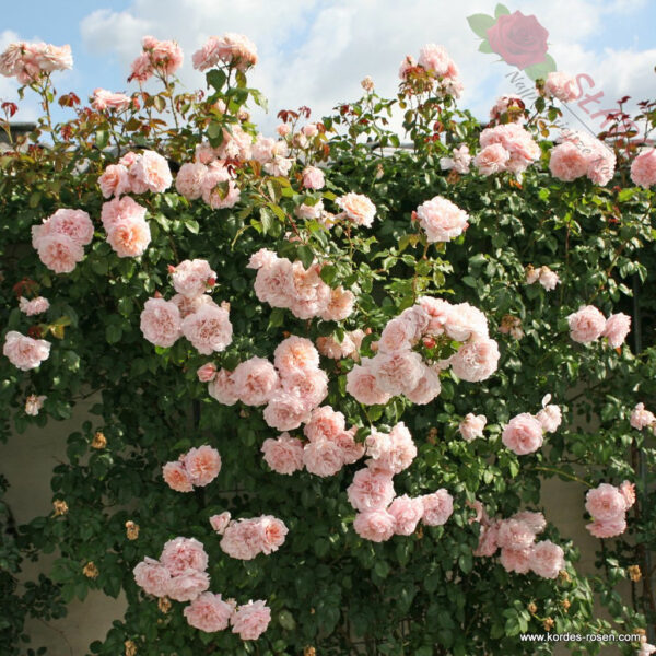 Rose de Tolbiac® - Róża pnąca - obrazek 3
