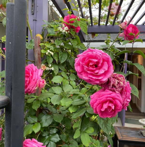 Pink Eden Rose® - Róża pnąca - obrazek 5