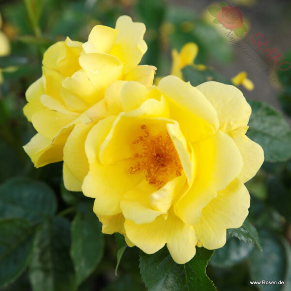Lemon Fizz® - Róża okrywowa - obrazek 4