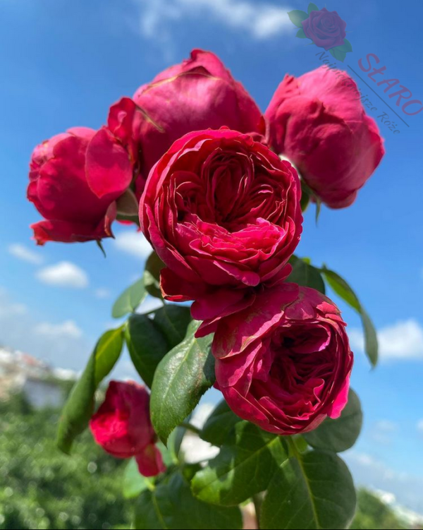 Red Eden Rose® - Róża pnąca - obrazek 3