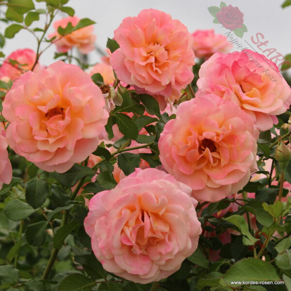 Peach Melba® - Róża pnąca - obrazek 4