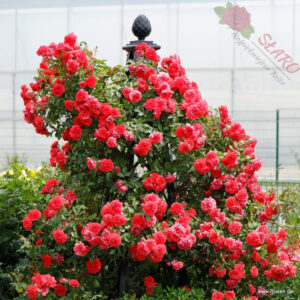 Rosarium Uetersen® - Róża pnąca