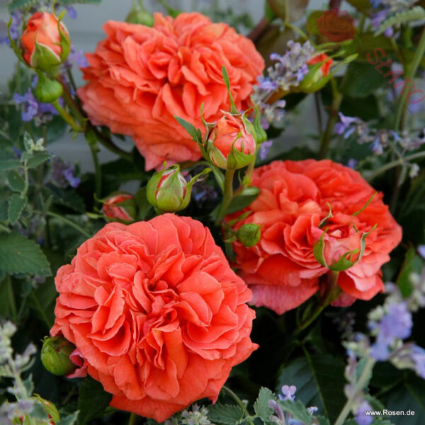 Orangerie® - Róża rabatowa