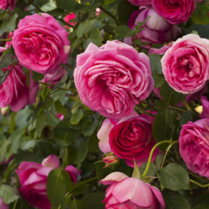 Pink Eden Rose® - Róża pnąca