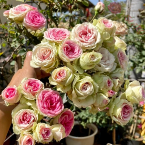 Mini Eden Rose® - Róża pnąca