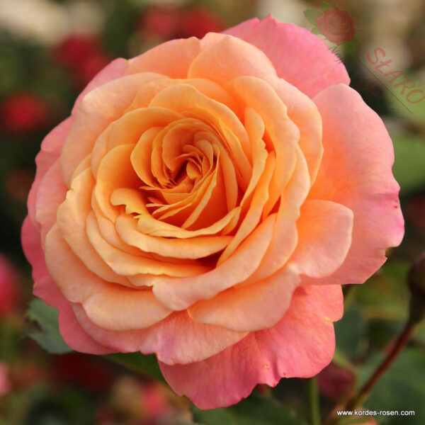 Peach Melba® - Róża pnąca