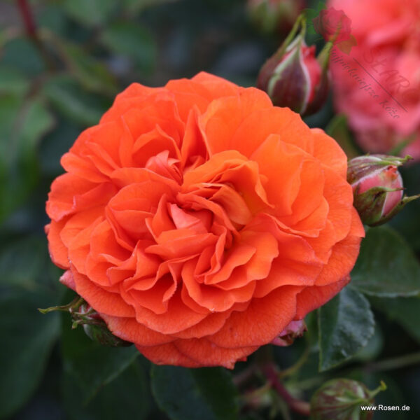 Orangerie® - Róża rabatowa - obrazek 4