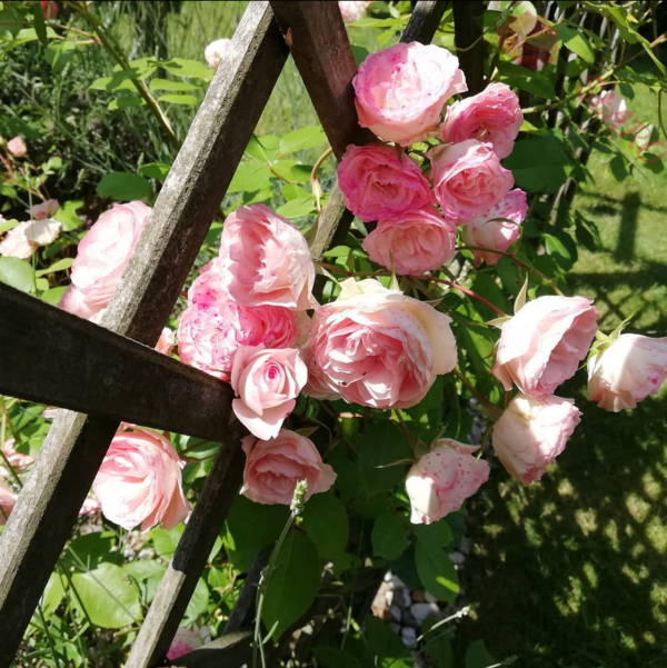 Mini Eden Rose® - Róża pnąca - obrazek 5