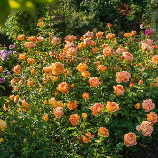 Lady of Shalott® - Róża angielska/parkowa - obrazek 8