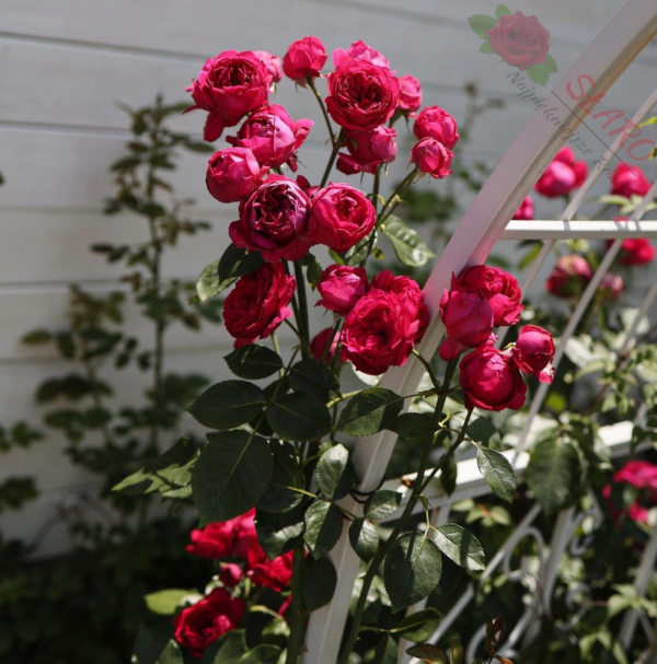 Red Eden Rose® - Róża pnąca - obrazek 4