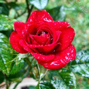 Red Romance - Róża miniaturowa