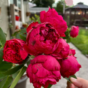 Red Eden Rose® - Róża pnąca