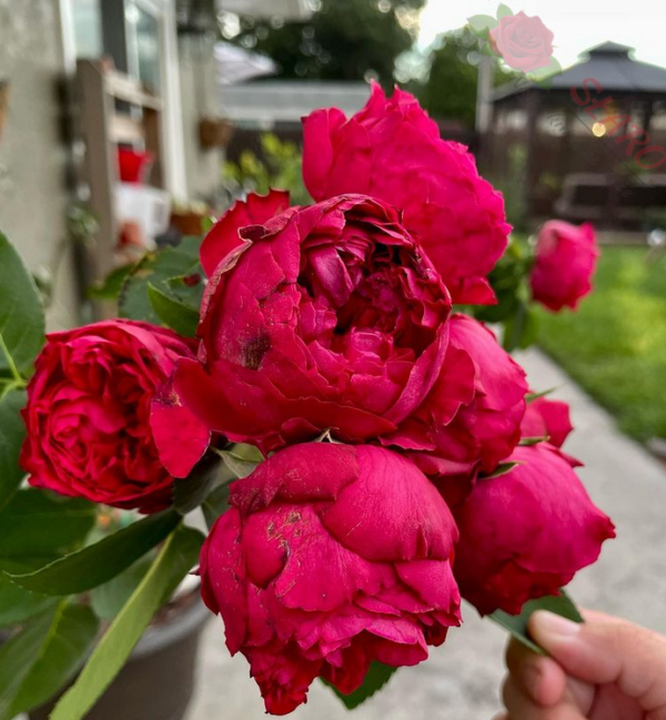 Red Eden Rose® - Róża pnąca