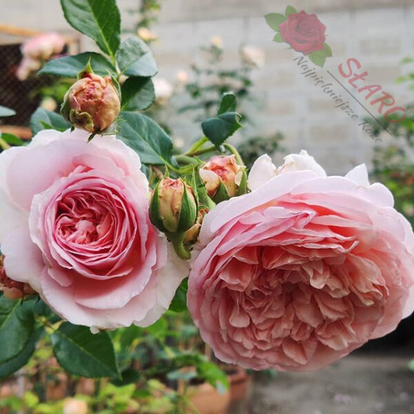 Abraham Darby® - Róża angielska/parkowa