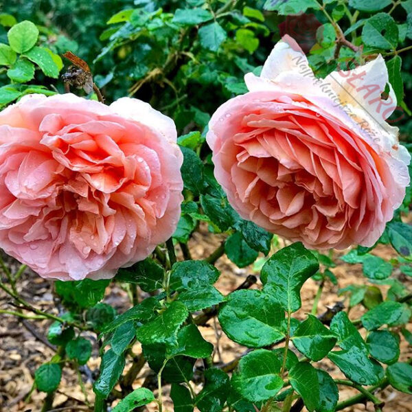 Abraham Darby® - Róża angielska/parkowa - obrazek 2