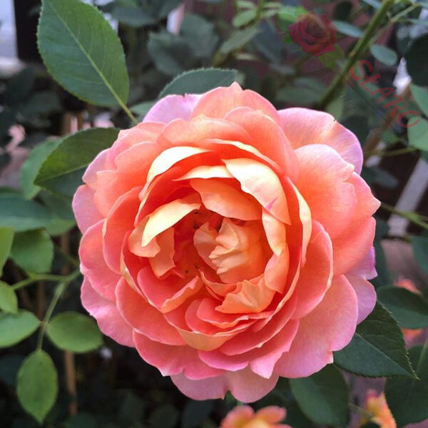 Lady of Shalott® - Róża angielska/parkowa - obrazek 4