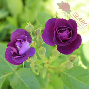 Rhapsody in Blue® - Róża rabatowa