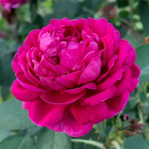 Rose de Rescht - Róża historyczna - obrazek 4