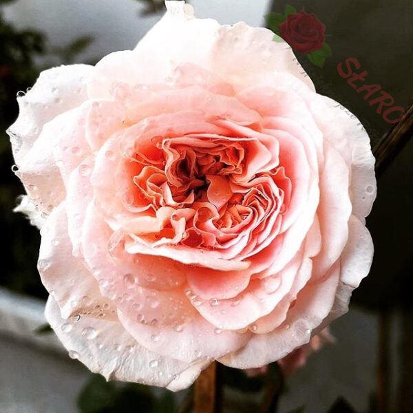 Abraham Darby® - Róża angielska/parkowa - obrazek 3