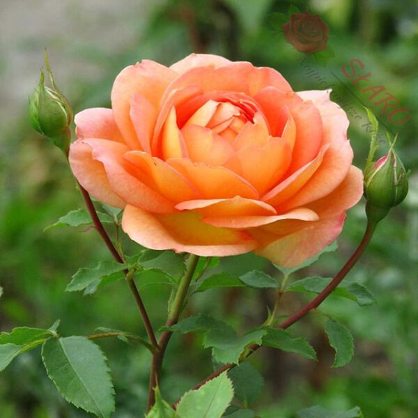 Lady of Shalott® - Róża angielska/parkowa - obrazek 5