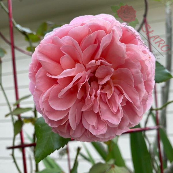 Abraham Darby® - Róża angielska/parkowa - obrazek 4
