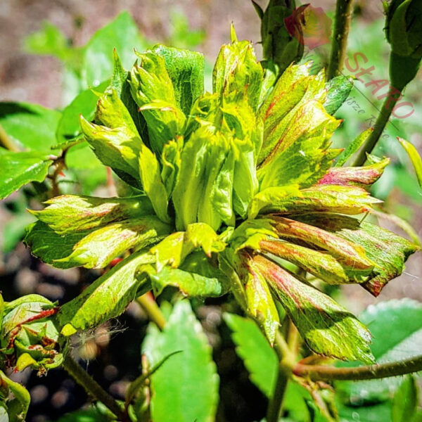 Viridiflora - Róża historyczna - obrazek 5