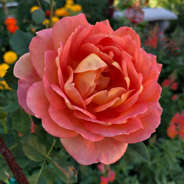 Lady of Shalott® - Róża angielska/parkowa - obrazek 10